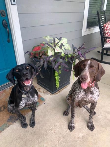 /images/uploads/southeast german shorthaired pointer rescue/segspcalendarcontest2021/entries/21949thumb.jpg